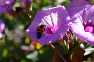 Purple Morning Glory and Honey Bee