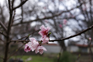 Peach Blossoms in Spring